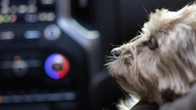 Snickers the dog laying in the passenger seat of a car