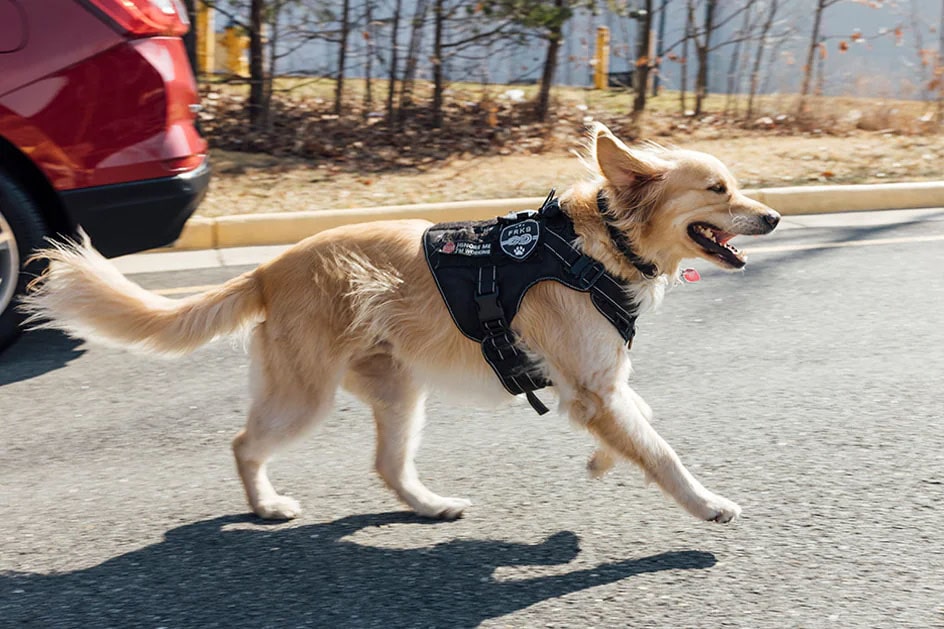 Golden Retriever Running