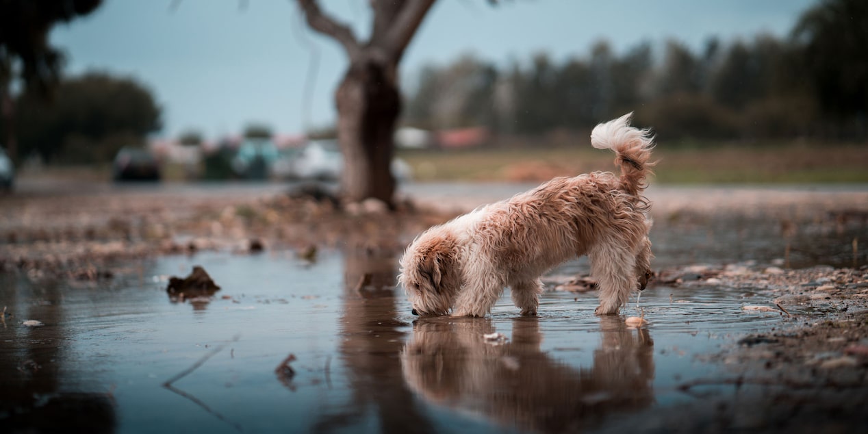 Lost Dog Licking Puddle During a Storm